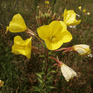 Graines d'Onagre