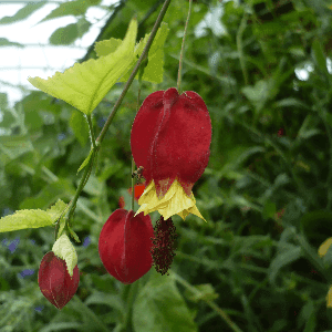 Plant d'Abutilon