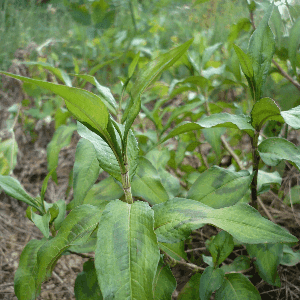 Plant de Coriandre vietnamienne