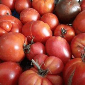 Tomate sauce au plateau