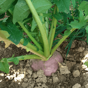 Navet blanc  à collet violet 500g