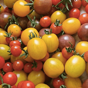 Tomates cerises
