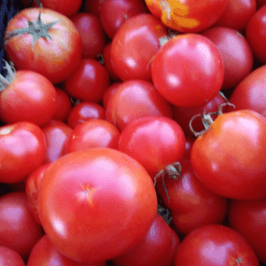Tomates rondes rouges