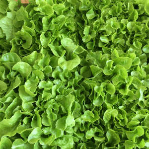 Salade