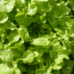 Salade Feuille de Chêne