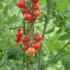 tomate cerise (250g)