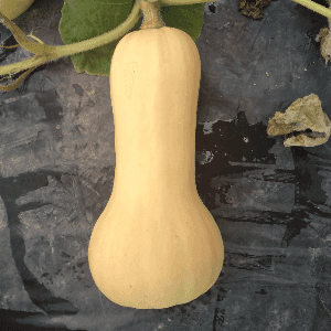 Butternut