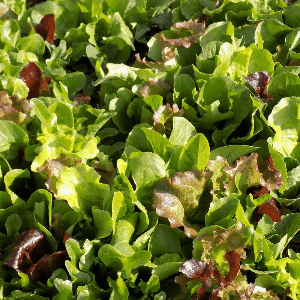 Mesclun de laitues