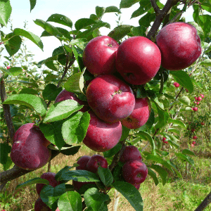 Pomme  crimson crips 2Kg