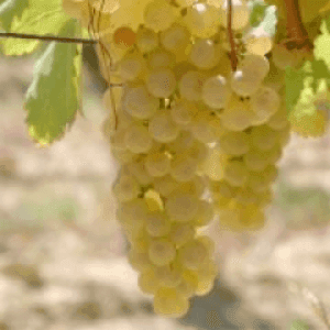 Chasselas  1Kg