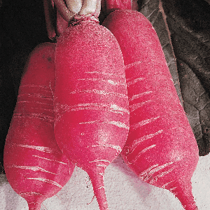 Radis rose