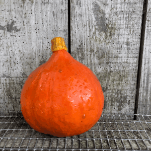 Potimarron