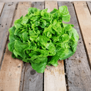 Salade feuille chêne