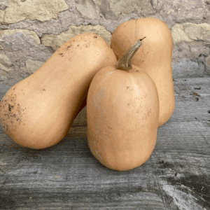 Butternut (Les Jardins derrière la ville - Deyvillers)