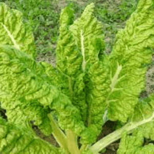 Blette "Lucullus"