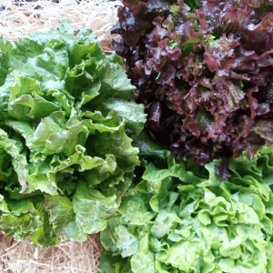 Salade 
