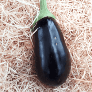 Aubergine