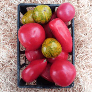 Tomates anciennes  (2kg)