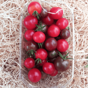 Tomates cerises