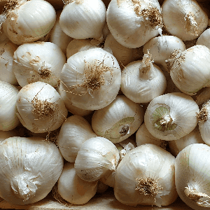 Oignons blancs