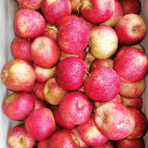 Pommes bio