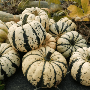 Courge Patidou