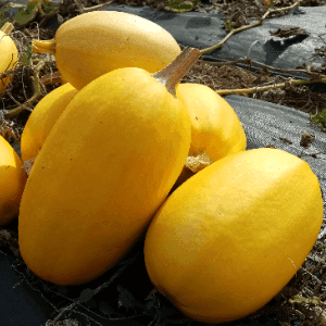 Courge spaghetti