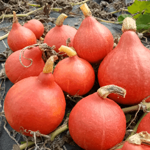 Courge Potimarron