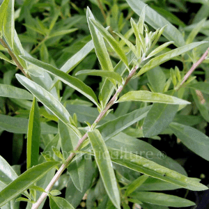 Plant aromatique vivace - VERVEINE CHLOROPHYLLE