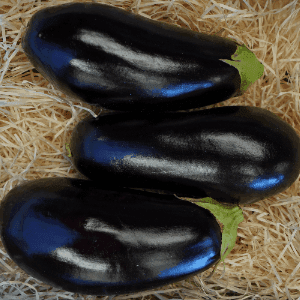 Aubergine