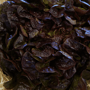 Feuille de chêne Rouge