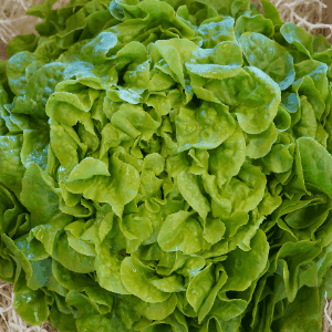 Feuille de chêne Verte