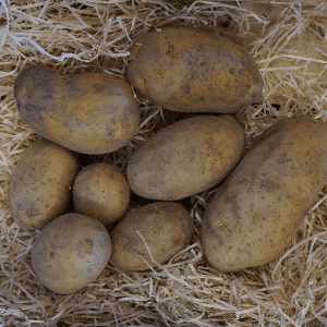 Pomme de terre