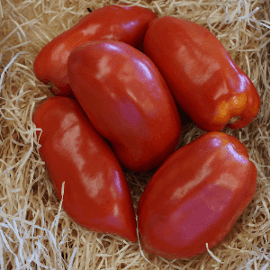 Tomate Andine Cornue