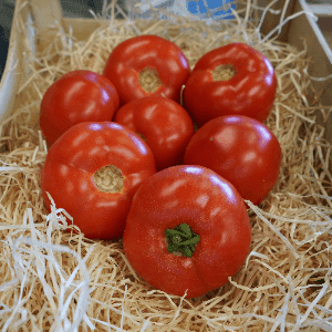 Tomate ronde Paola
