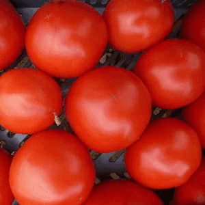 Tomate