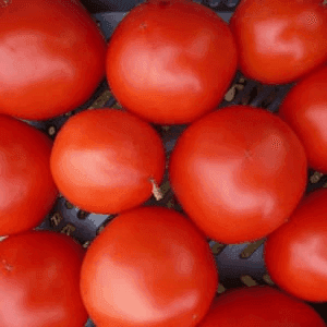 Tomates à transformer