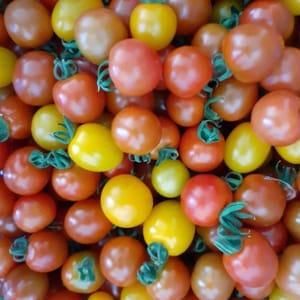 tomate cerise multicolore