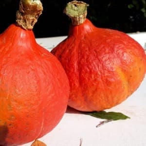POTIMARRON Red kuri