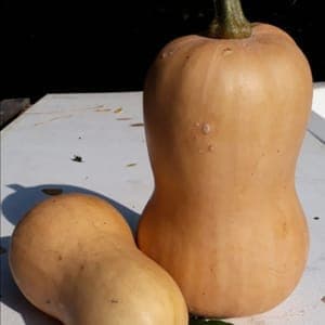COURGE Musquée Nutterbutter