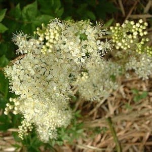 Macérât huileux de reine des prés