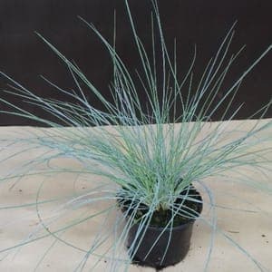 Fétuque