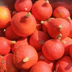 Potimarron red kuri