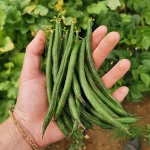 Haricot vert frais