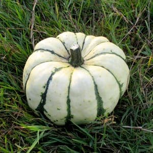 Courge "Patidou"
