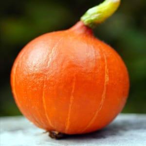 Courge Potimaron POIDS A CHOISIR SUR PLACE