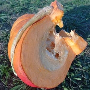 Potiron