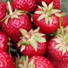 FRAISES 500g