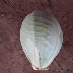 Chou cabus blanc