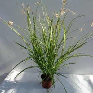 Anthéricum